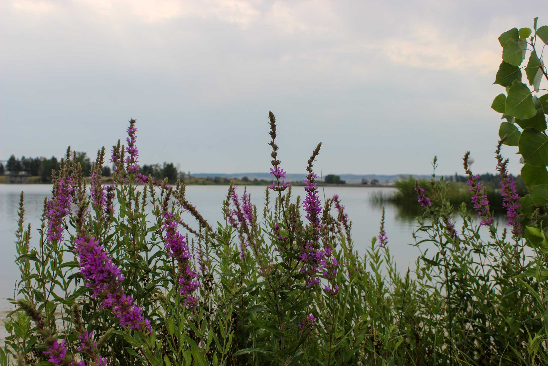 Castle Rock Lake