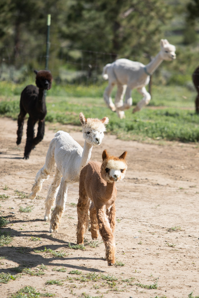 Alpacas running