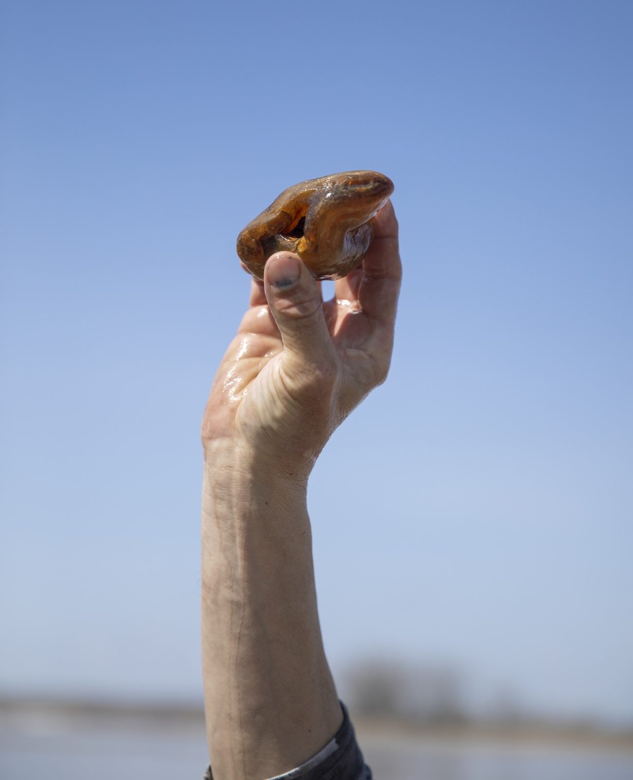 Rockhounding, agate, Yellowstone River, Glendive MT