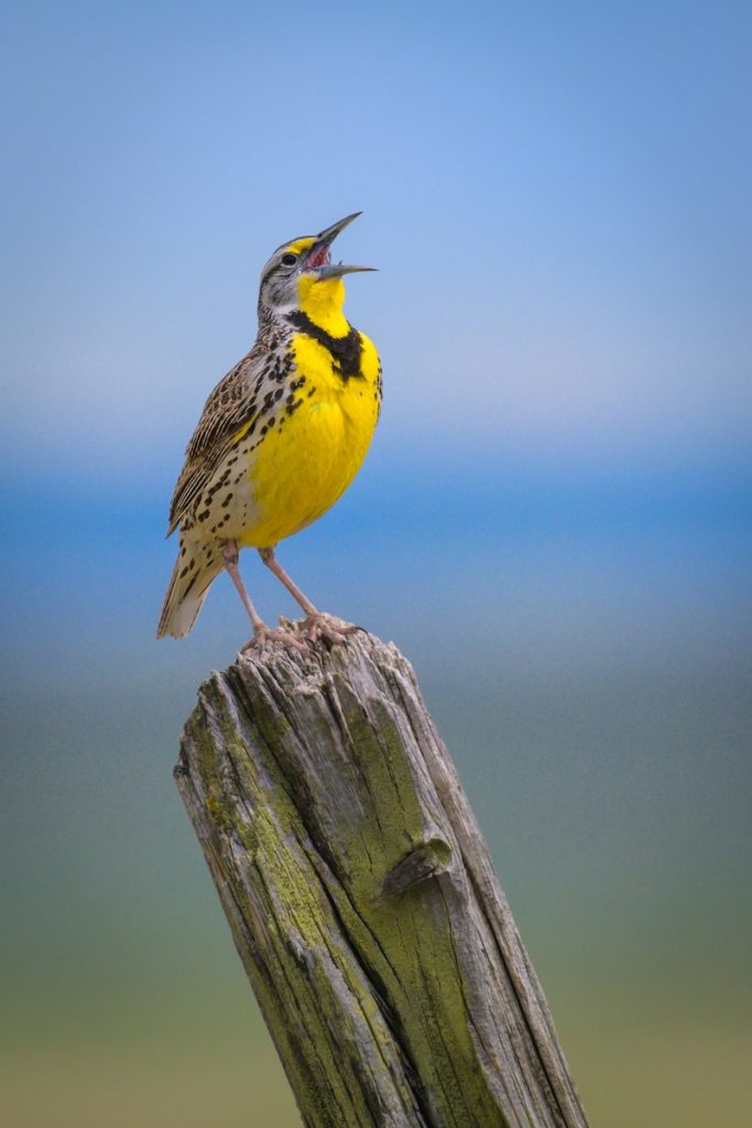 Meadowlark, Southeast Montana