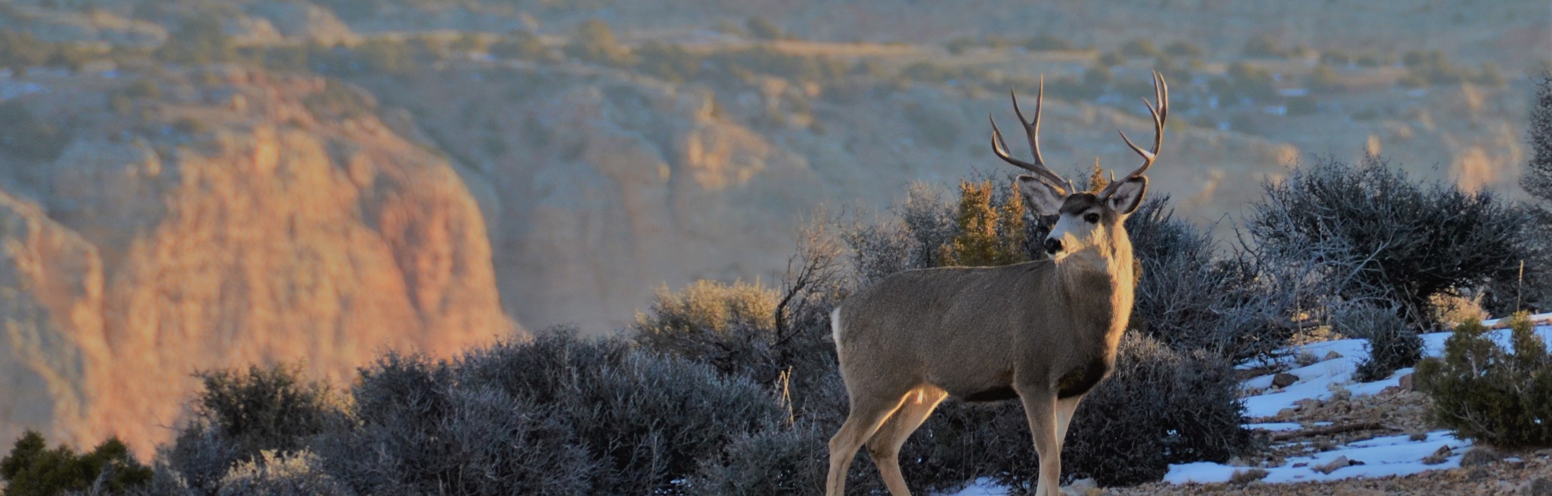 Hunting Adventures in Southeast Montana: Big Game, Birds and More